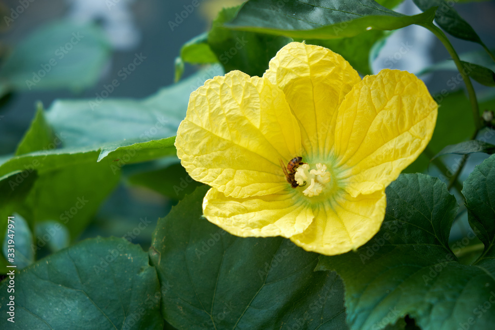Pumpkin flower blooming in the park. Pumpkin flower blooming in the park.