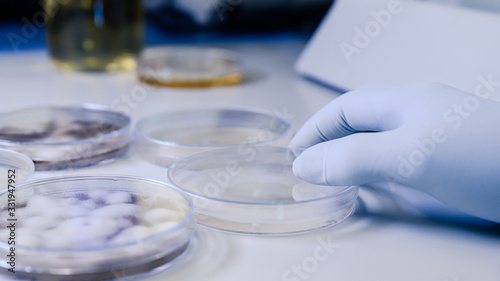 Tableau sur toile Scientific handling Microbiological cultures in a petri dish for pharmaceutical bioscience research