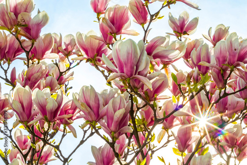Pink magnolia flowers in the garden. Natural soft floral background