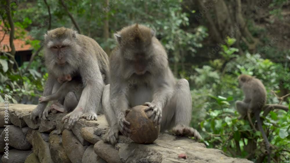Macaques family with babies resting in a park playing with coonut Macaques family with babies resting in a park playing with coonut