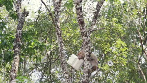 Monkey Eating Plastic Rubbish in the forest because of carelessness of human