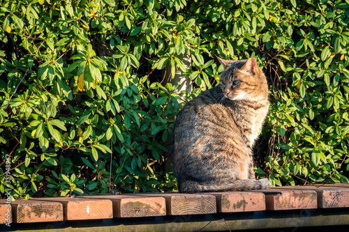 振り返る野良猫