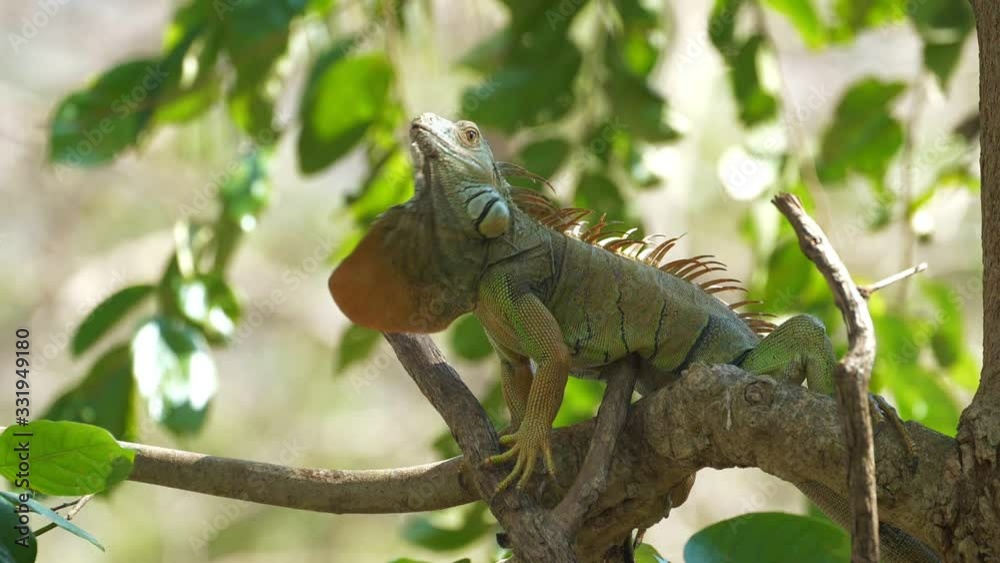 Iguana shakes its head on tree. (Slow motion) Iguana shakes its head on tree. (Slow motion)