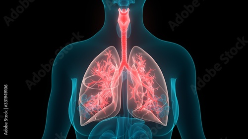 Human Respiratory System Lungs Anatomy