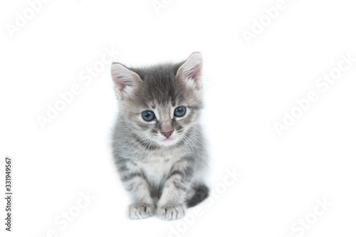 cute fluffy gray little funny kitten cat sitting on a white isolated background