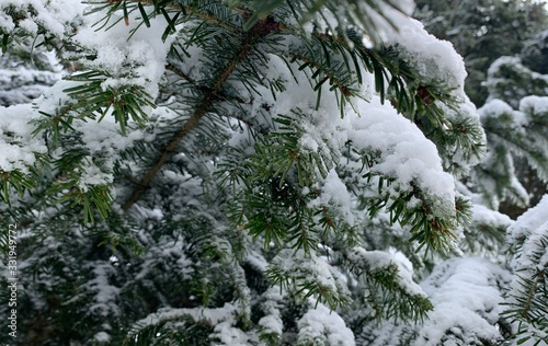 Snowy pine tree branches in the forest, natural colors