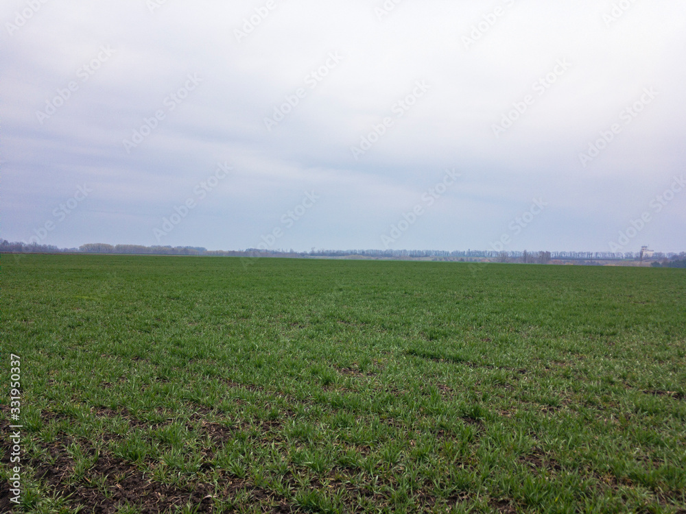 Field of green young winter wheat in spring after rain. Cloudy skies and cloudy weather. Field of green young winter wheat in spring after rain. Cloudy skies and cloudy weather.
