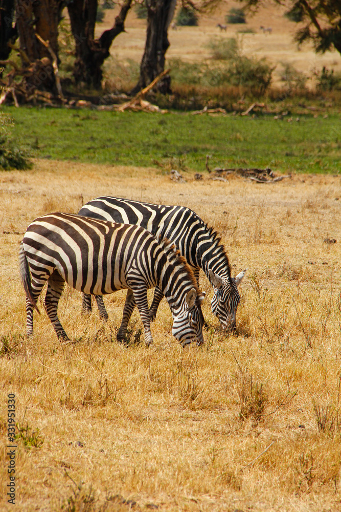 Fototapeta premium Zebras