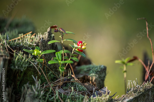 red berries growing on a wooden stump