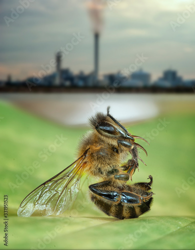 Bienensterben photo