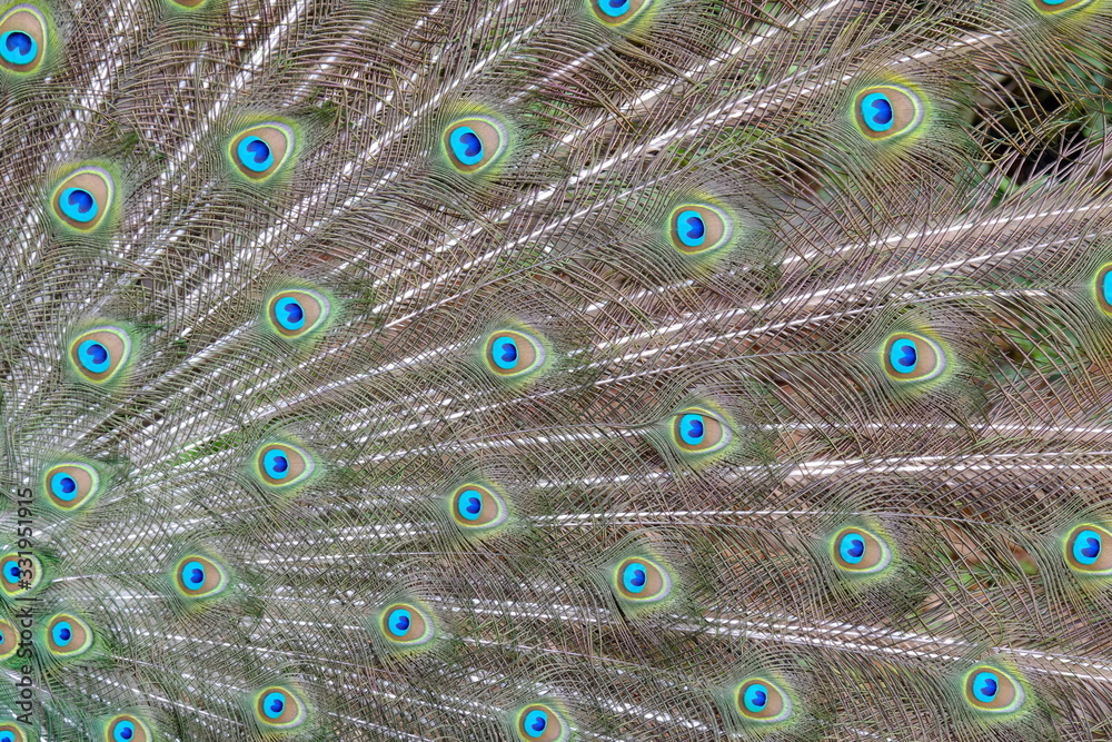 Fototapeta premium The wheel of the peacock