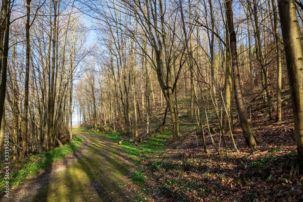waldweg waldweg