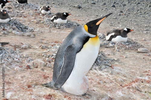 King penguin (Aptenodytes patagonicus) is incubating an egg on feet surrounded by Gentoo penguins in a colony, Carlini Base (Argentine permanent base), Antarctica.