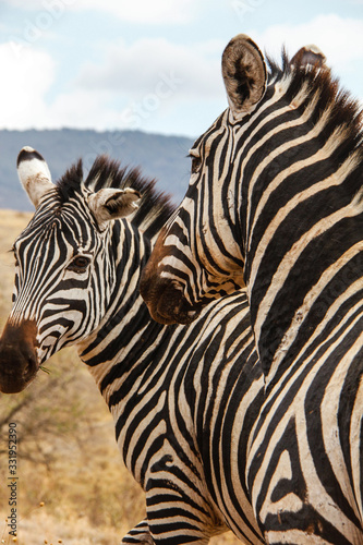 Zebras © SebastianGilMiranda