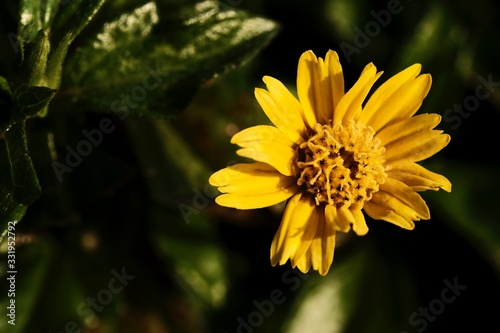 Jacobaea vulgaris , ragwort, common ragwort , stinking willie, tansy ragwort, benweed