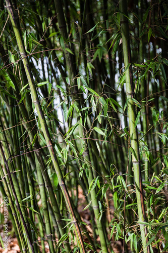 Small bamboo forest in chinese park