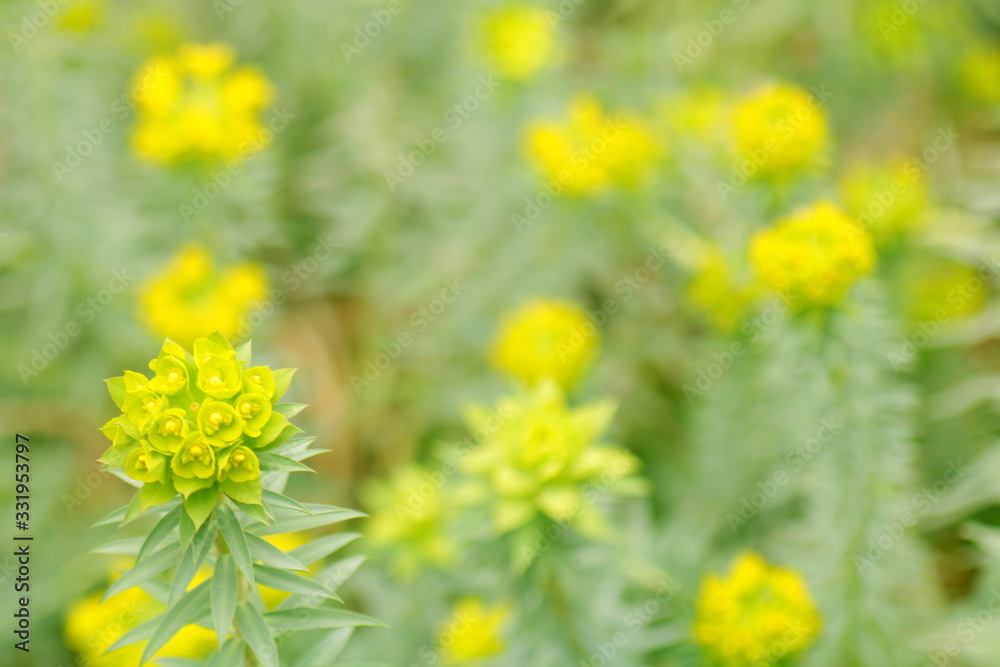 campo con flores amarillas y fondo hermoso, desenfocado, bokeh, vintage, soft look, dreamy, yellow, flor, amarilla, naturaleza, campa, verde, primavera campo con flores amarillas y fondo hermoso, desenfocado, bokeh, vintage, soft look, dreamy, yellow, flor, amarilla, naturaleza, campa, verde, primavera