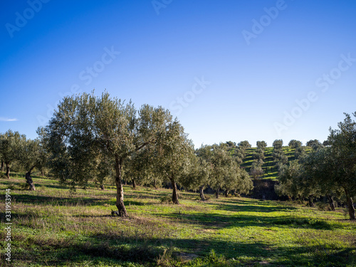 Beautiful landscape with olive trees and mountains on a sunny day