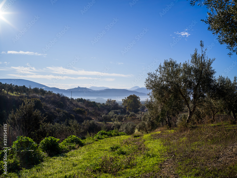 Beautiful landscape with olive trees and mountains on a sunny day