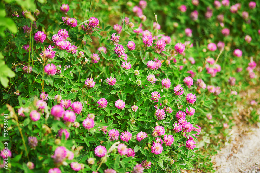 Closeup of various green plants and flowers growing in Finnish forests or countryside