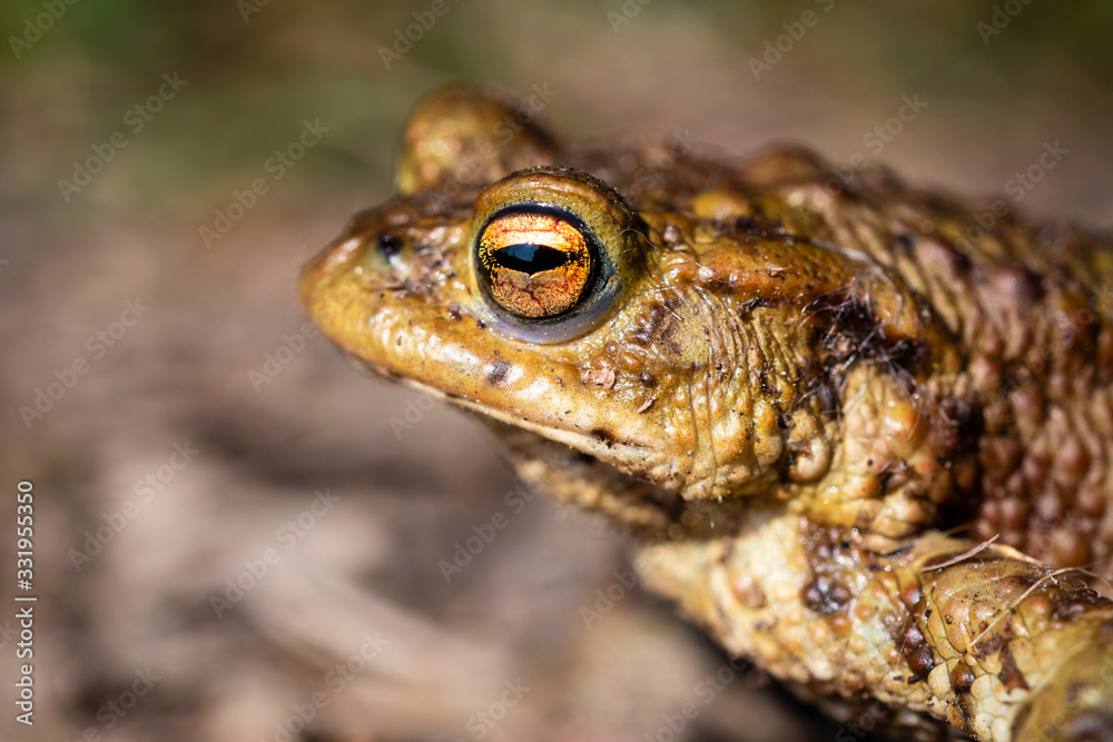 Fototapeta premium common toad - (Bufo bufo), Czech Republic