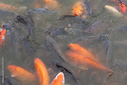 Koi fish fighting for food in the pond