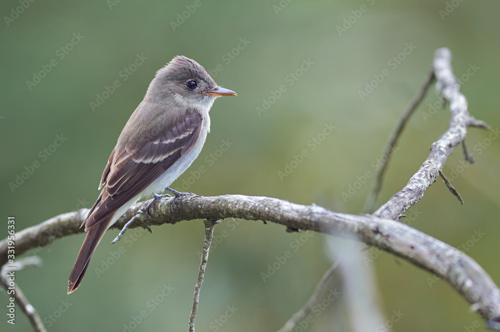 Bird resting on a tree branch