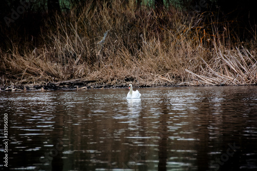 A lonely swan in search of his beloved