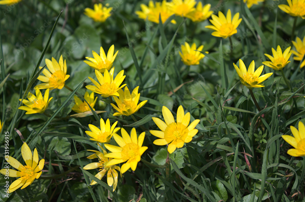 Fototapeta premium Dotterblumen