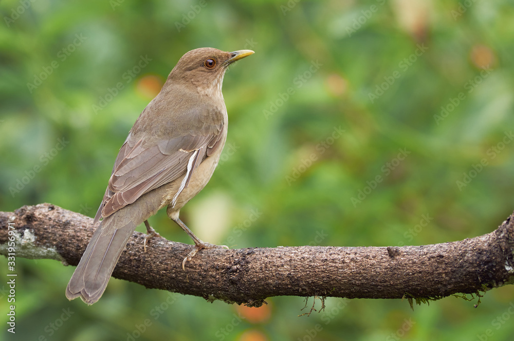 Obraz premium Thrush quietly perched on a tree