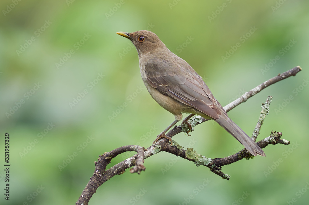 Beautiful thrush resting on a branch Beautiful thrush resting on a branch