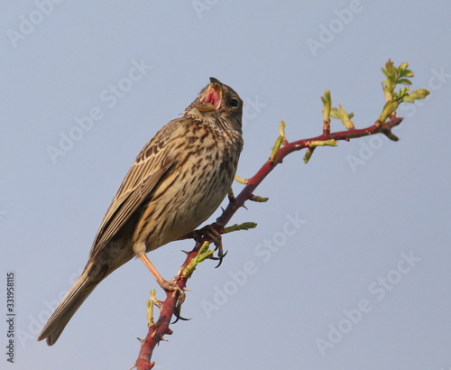 Corn bunting on branch, miliaria calandra