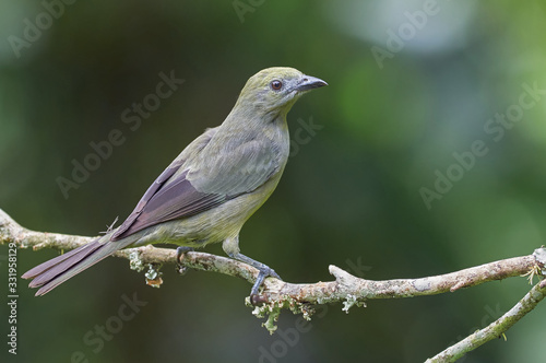 Common tanager posing from a branch