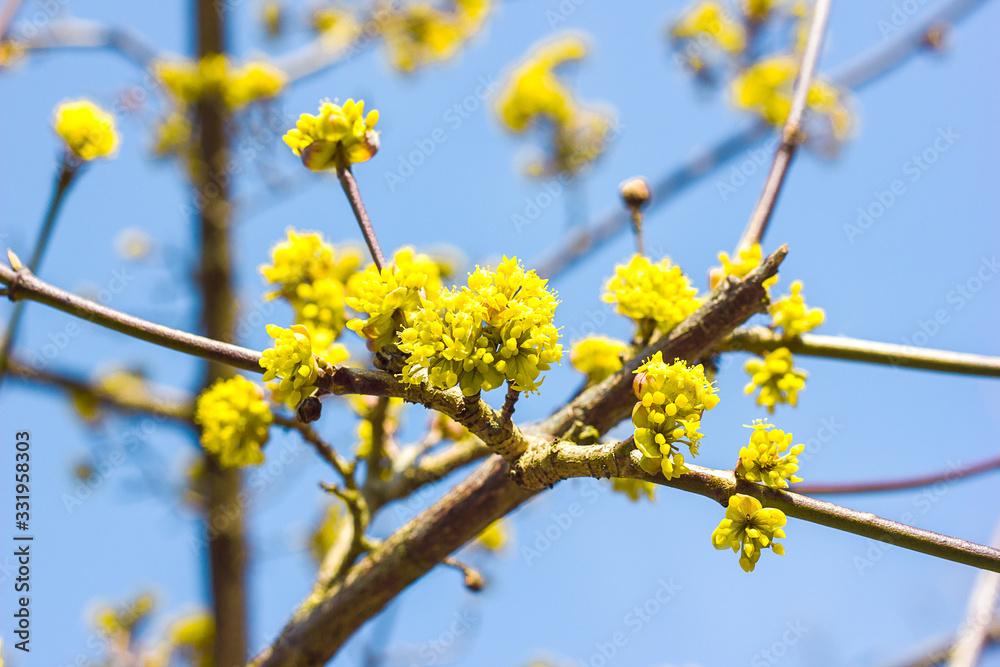 The first spring flowers on trees and shrubs, blooming buds, partial blur, awakening of nature The first spring flowers on trees and shrubs, blooming buds, partial blur, awakening of nature