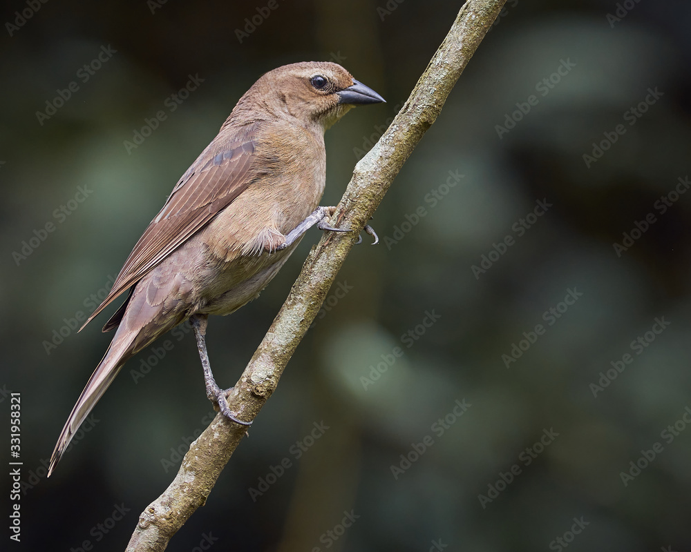 Obraz premium Shiny Cowbird perched on a tree branch