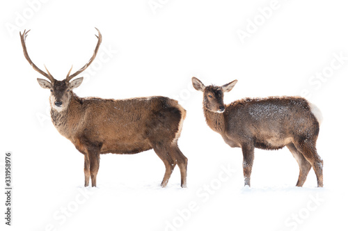 female and male deer is isolated on a white background standing on white snow.