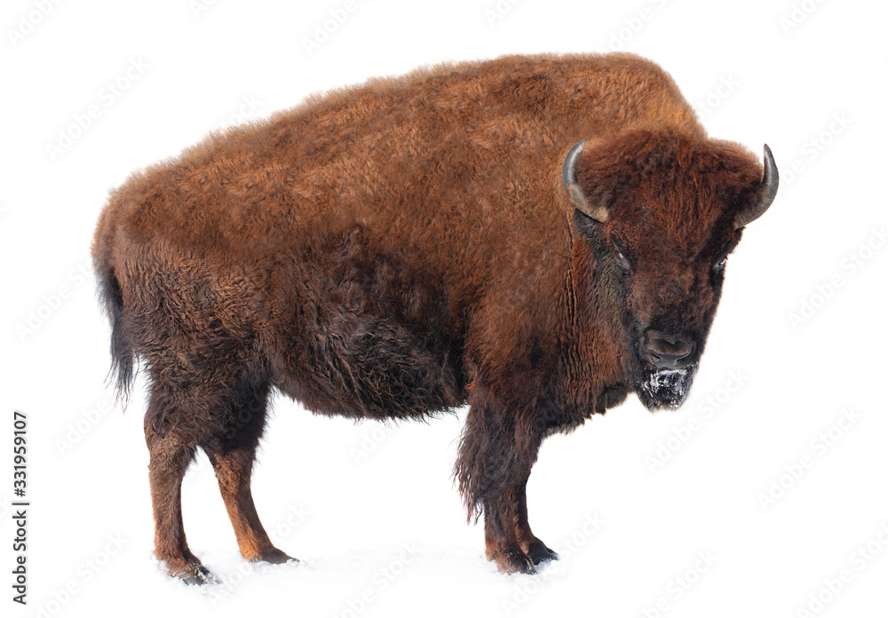 bison stands in the snow isolated on a white background. bison stands in the snow isolated on a white background.