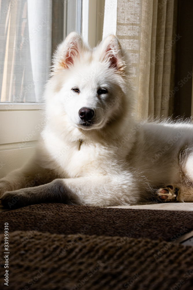 Fototapeta premium Samoyed dog