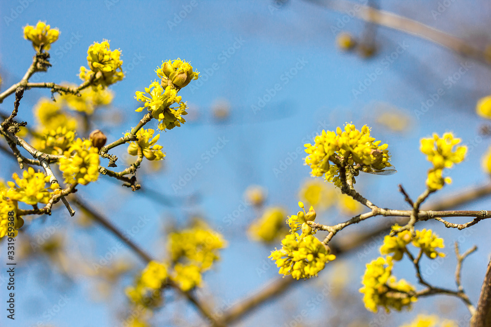 The first spring flowers on trees and shrubs, blooming buds, partial blur, awakening of nature, space for text The first spring flowers on trees and shrubs, blooming buds, partial blur, awakening of nature, space for text