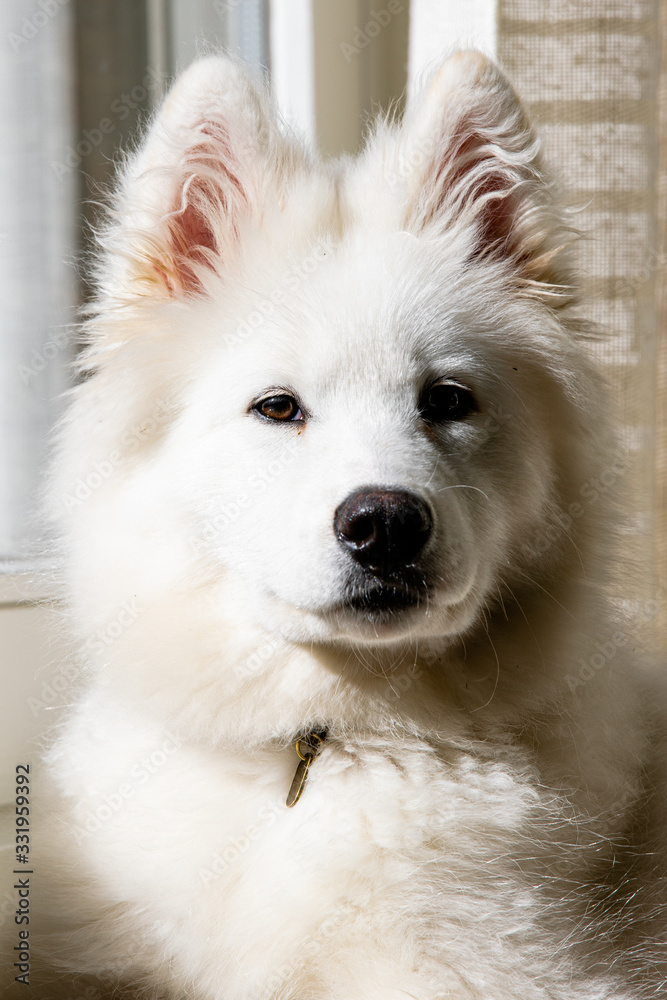 Samoyed dog