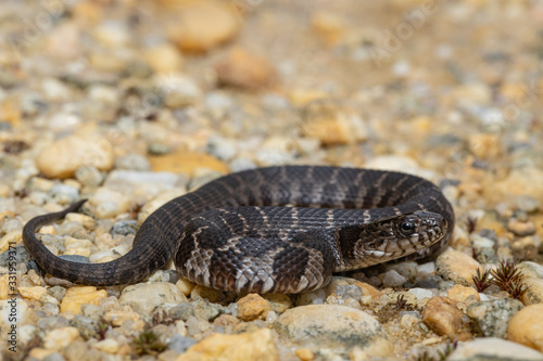 Slika na platnu Baby northern water snake - Nerodia sipedon