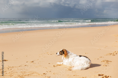 dog liying on an empty beach near the ocean photo