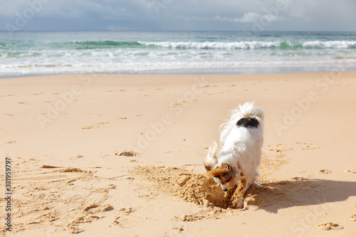 dog digging on an empty beach near the ocean © Ksenia
