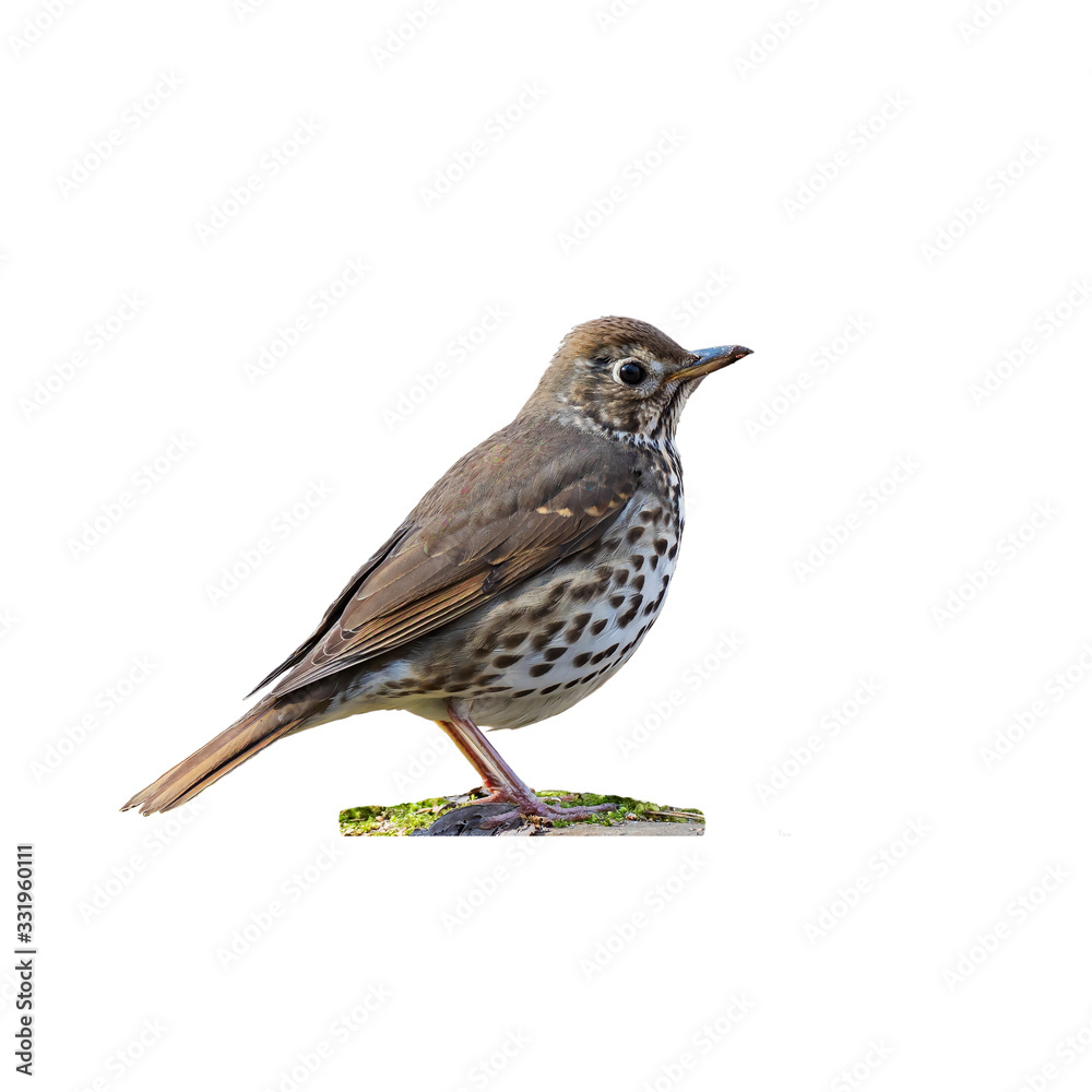 Song thrush (Turdus philomelos) isolate on a white background Song thrush (Turdus philomelos) isolate on a white background