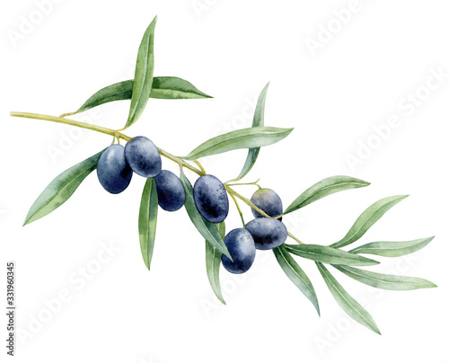 Watercolor illustration. Olive branch with fruit and leaves isolated on a white background.