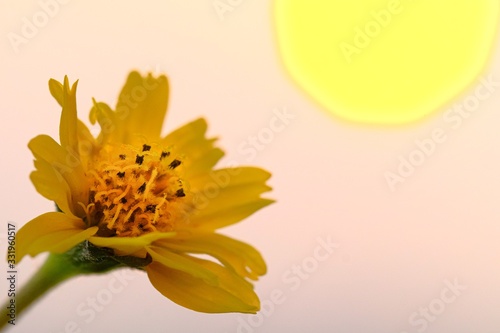 Jacobaea vulgaris , ragwort, common ragwort , stinking willie, tansy ragwort, benweed  