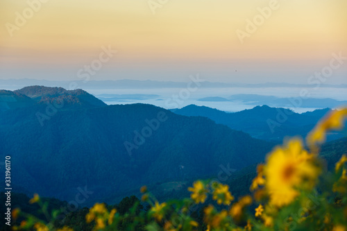 Beautiful landscape Mexican Sunflower field with mountains background