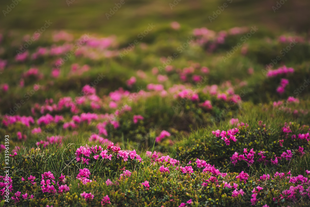 Rhododendron flowers in nature