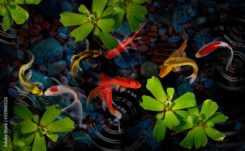 Koi fish in the garden 