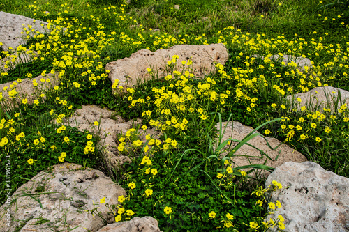 Many people call spring Cyprus a Paradise on earth. Flowers cover the mountain slopes, trees and green lawns. This beauty can be repeated only next spring.          photo